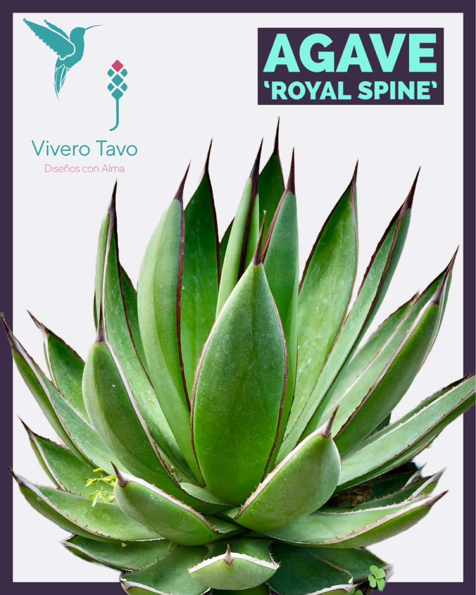 ViveroTavo's tweet photo. Agave Royal Spine ¡Visítanos, te estamos esperando!

#BebederoColibries #Pachuca #cactus #suculentas #plantas #carretas #macetas #elegancia #diseño #sustratos #bancas #agaves #charolasparagerminar #fuentes #vermiculita #perlita #humusdelombriz #interiores #jabonpotasico https://t.co/kQlYVxAbZD