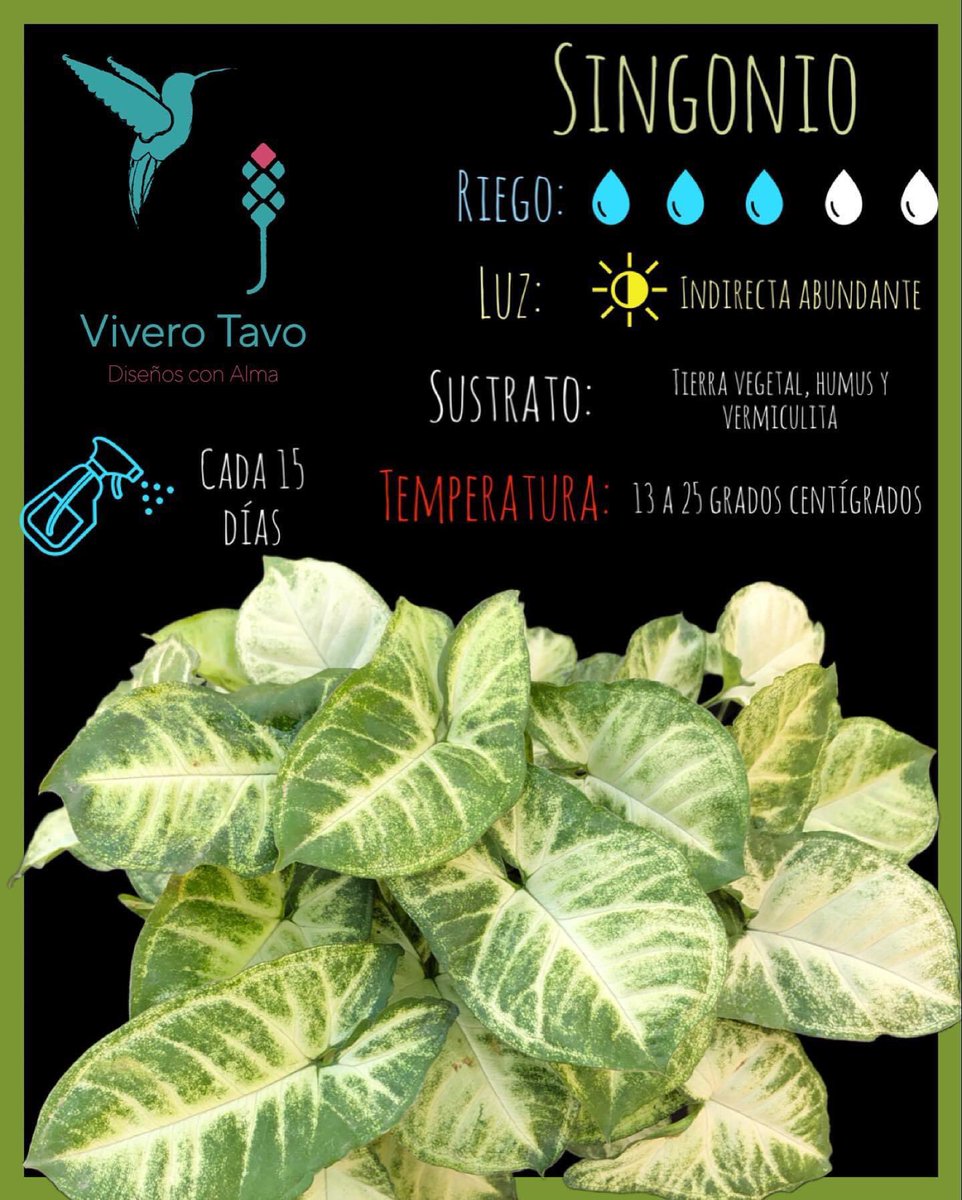 ViveroTavo's tweet photo. Planta Singonio ¡Visítanos, te estamos esperando!

#BebederoColibries #Pachuca #cactus #suculentas #plantas #carretas #macetas #elegancia #diseño #sustratos #bancas #agaves #charolasparagerminar #fuentes #vermiculita #perlita #humusdelombriz #interiores #jabonpotasico https://t.co/yUvI4LtAxR