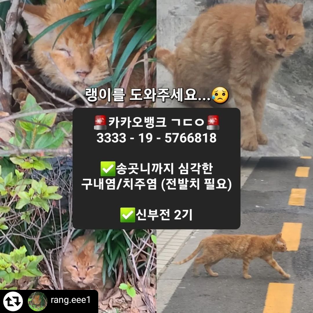 입이 돌아간채로 3년동안 방치된 강남구 랭이입니다
심각한 구내염/치주염 (송곳니부터 목구멍까지 전체 염증) 신부전 2기 말 이라고 합니다😭 

🆘카카오뱅크  3333-19-5766818 ㄱㄷㅇ

예상치료비: 150만원

후원금은 투명하게 공개드릴것을 약속드리며 오로지 랭이만을 위해 사용하겠습니다. 🙏