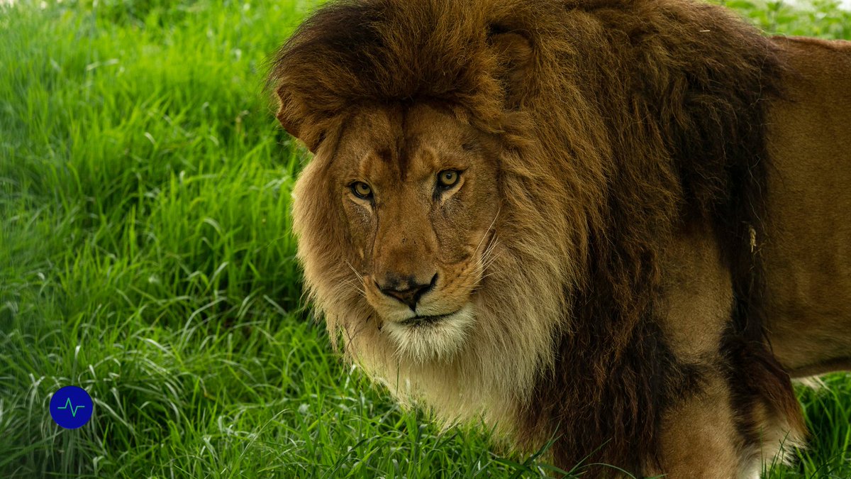 Extincts_App's tweet photo. Interesting facts about the king of the jungle.
https://t.co/Oka9GkEBDo
#extincts #youplaynaturewins #rewildourworld #socialenterprise #conservation #endangeredanimals #reclaimsocial #lions #kingofthejungle https://t.co/hfR8SzOAmT