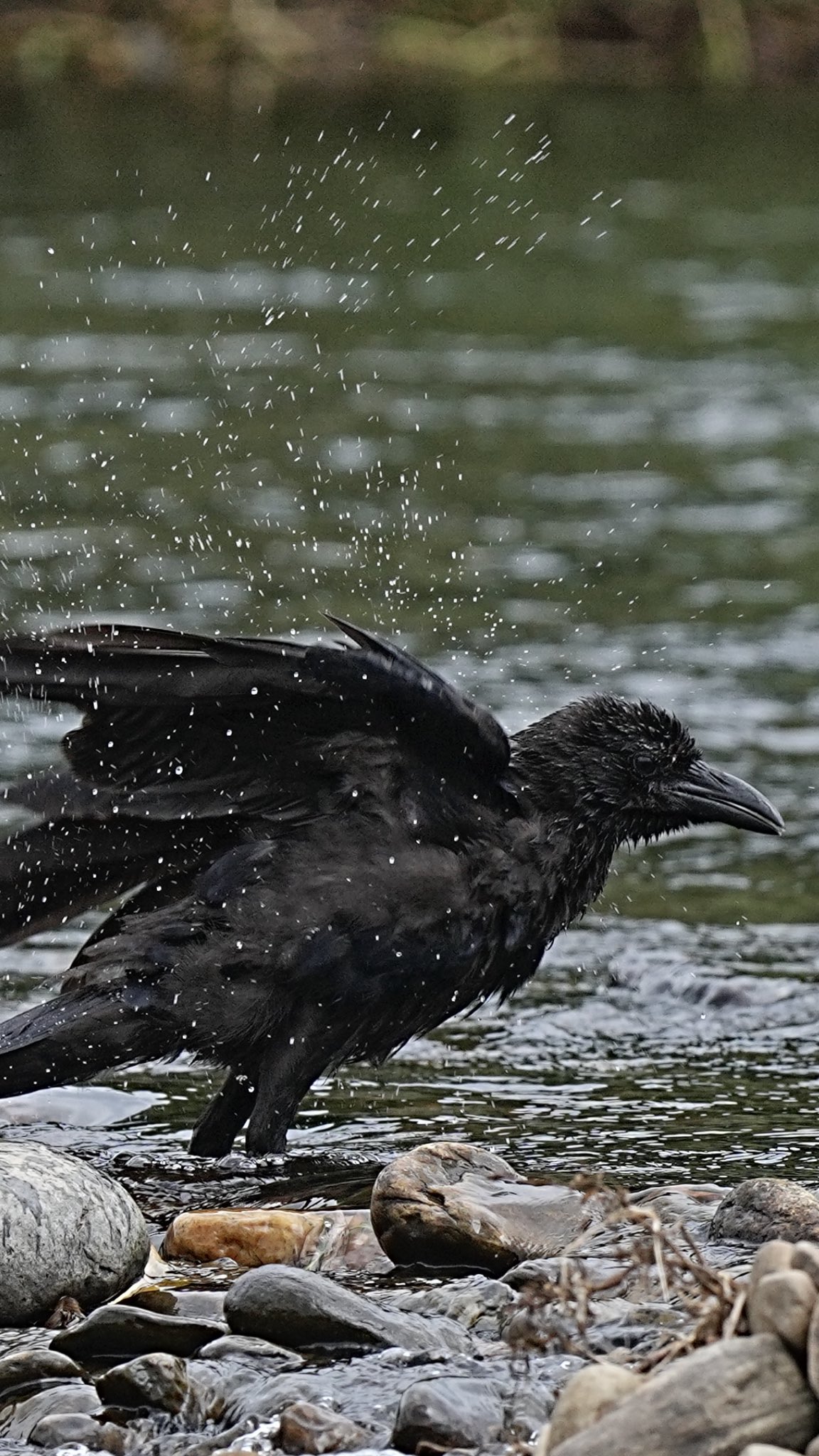 鳥くん 永井真人 ハシボソガラス カラスの行水 鳥くん 22 8 5 T Co Su8uavazvm Twitter