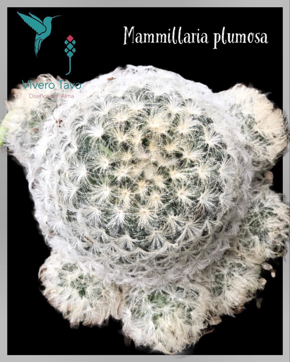 ViveroTavo's tweet photo. Cactus Mammillaria Plumosa ¡Visítanos, te estamos esperando!

#BebederoColibries #Pachuca #cactus #suculentas #plantas #carretas #macetas #elegancia #diseño #sustratos #bancas #agaves #charolasparagerminar #fuentes #perlita #humusdelombriz #interiores #jabonpotasico https://t.co/JVH2i3P6ig