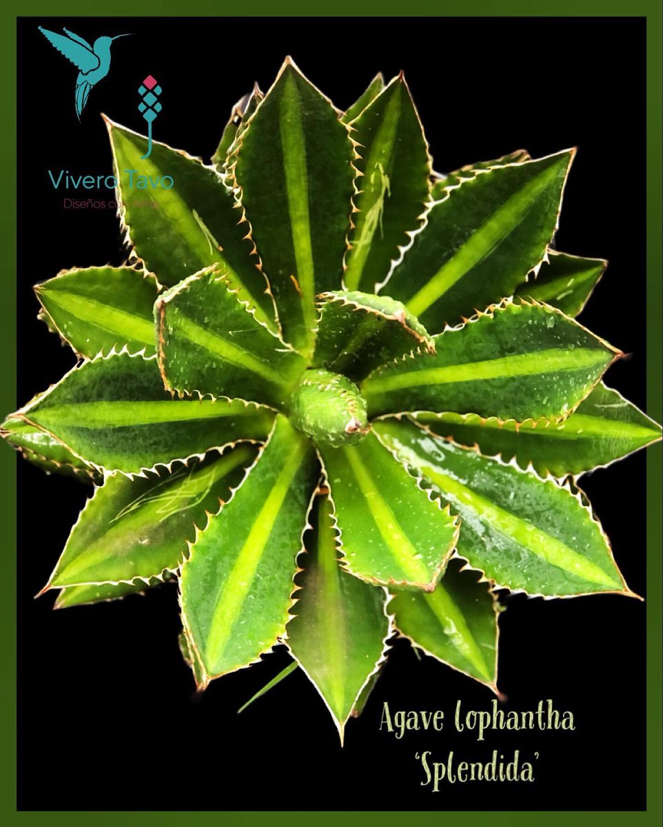 ViveroTavo's tweet photo. Agave Lophantha Splendida ¡Visítanos, te estamos esperando!

#BebederoColibries #Pachuca #cactus #suculentas #plantas #carretas #macetas #elegancia #diseño #sustratos #bancas #agaves #charolasparagerminar #fuentes #perlita #humusdelombriz #interiores #jabonpotasico https://t.co/V7icHEq3OU