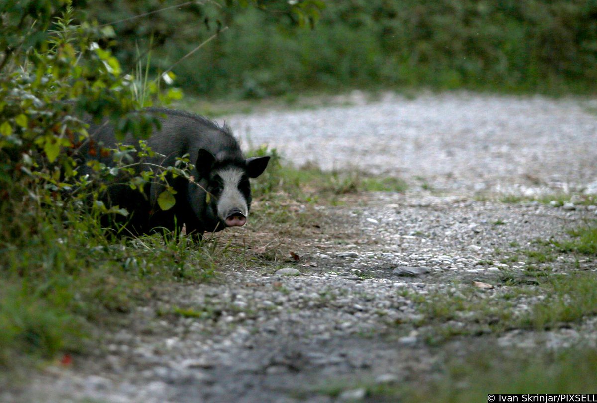 PIXSELL's tweet photo. Divlja svinja pronašla je dom u blizini nedovršene Sveučilišne bolnice u Blatu
📸Fran Rubil/PIXSELL
#divljasvinja #zagreb #zivotinja #animal #pig #AnimalLovers #caosvima #boar #wildboar #croatia #zivotugradu #liveincity https://t.co/rfTtdqv63N