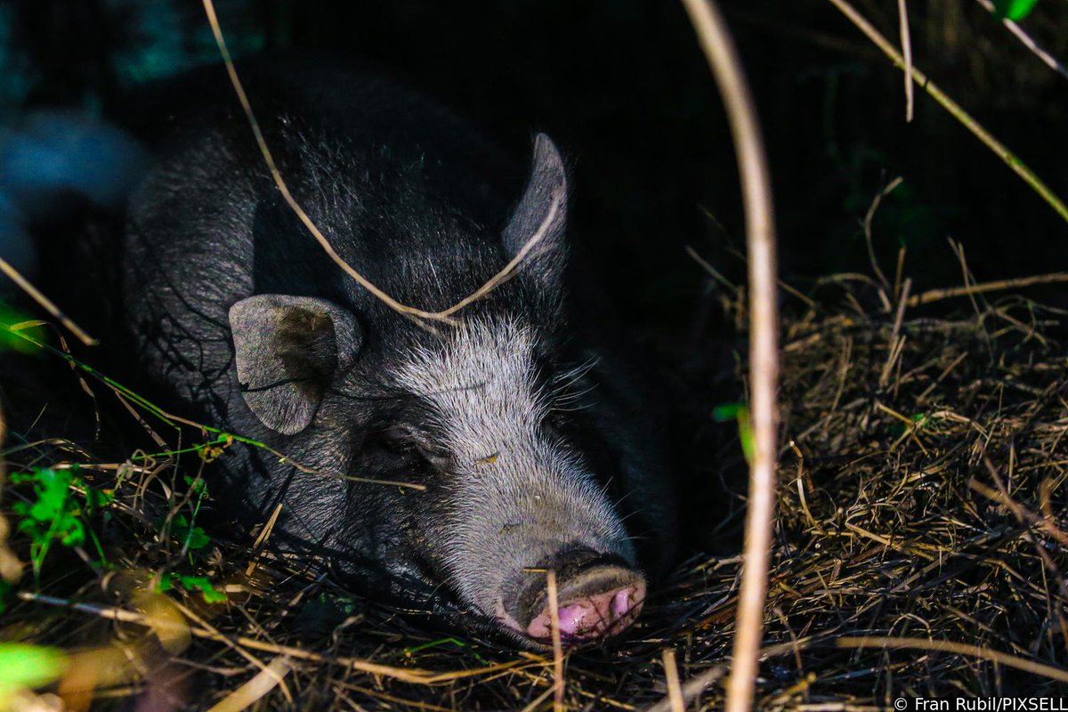 PIXSELL's tweet photo. Divlja svinja pronašla je dom u blizini nedovršene Sveučilišne bolnice u Blatu
📸Fran Rubil/PIXSELL
#divljasvinja #zagreb #zivotinja #animal #pig #AnimalLovers #caosvima #boar #wildboar #croatia #zivotugradu #liveincity https://t.co/rfTtdqv63N