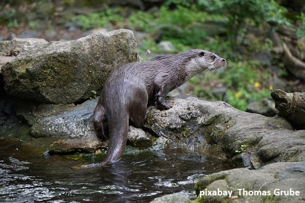 EspecesMenacees's tweet photo. [ALERTE JOB QUI FAIT REVER] La SFEPM recrute un·e chargé·e de mission Conservation de la Loutre d'Europe. Candidature avant le 20 août ici
>> https://t.co/llsgA2IRNU https://t.co/VC2q3vGpOn