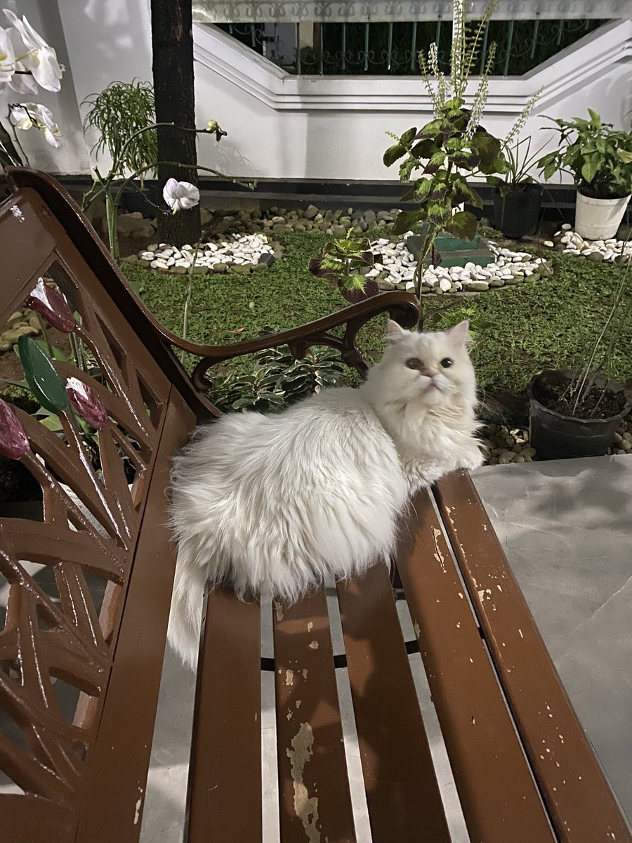 boboc25's tweet photo. Hai Twitter world, namaku Bocil tapi sering dipanggil Ocil, Boboc, Mba Ocil atau Moch

Lahir tahun 2015

Udah steril, makanya gembrot 😼

Salam kenal semua, ayo kita berteman!!😻 https://t.co/yZ4Qeqeipi