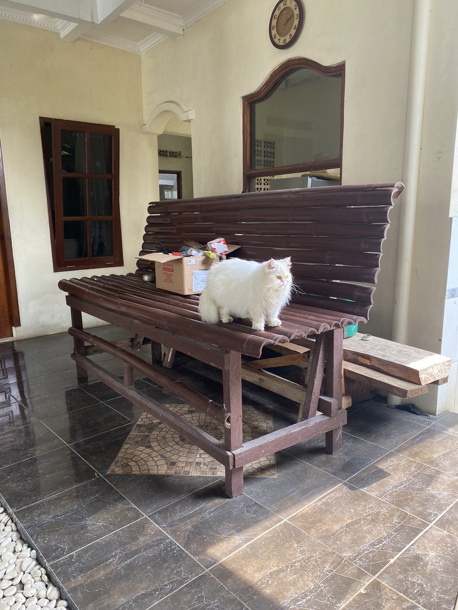 boboc25's tweet photo. Hai Twitter world, namaku Bocil tapi sering dipanggil Ocil, Boboc, Mba Ocil atau Moch

Lahir tahun 2015

Udah steril, makanya gembrot 😼

Salam kenal semua, ayo kita berteman!!😻 https://t.co/yZ4Qeqeipi