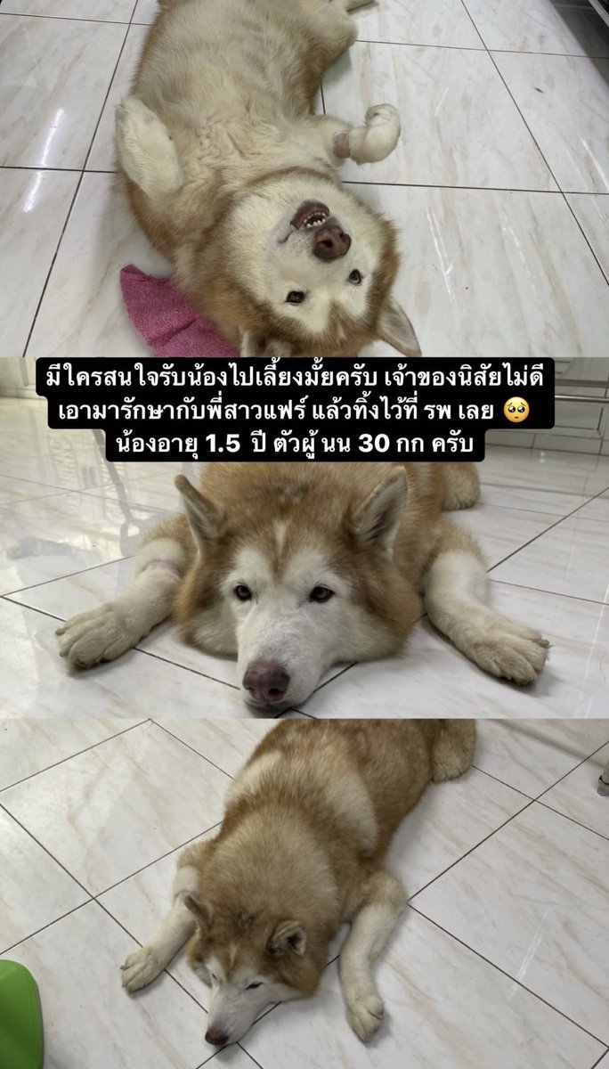 🦊 tweet media