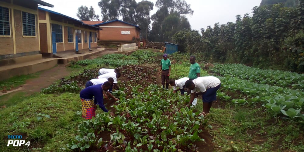 Students under the JFFLS club of G.S. Rwankeri in @NyabihuDistrict  under the @36Tesf School gardening for improved school feeding project weeding & pruning vegetables in the school gardens. This will foster better yields from the school feeding program @GER_Global @jhaganza