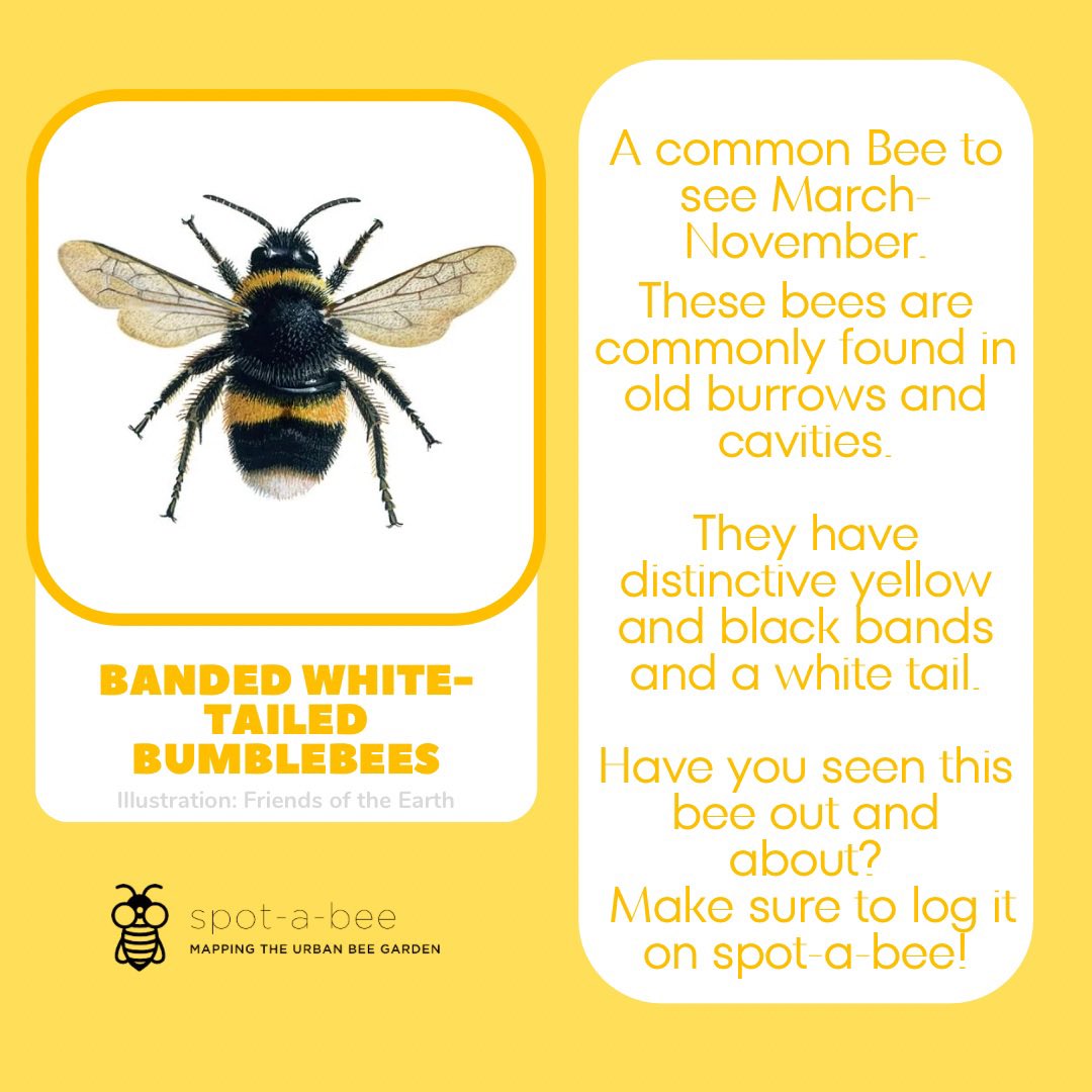 Have you seen any Banded white-tailed bumblebees out and about recently? 
#bees #ispotabee #nature
