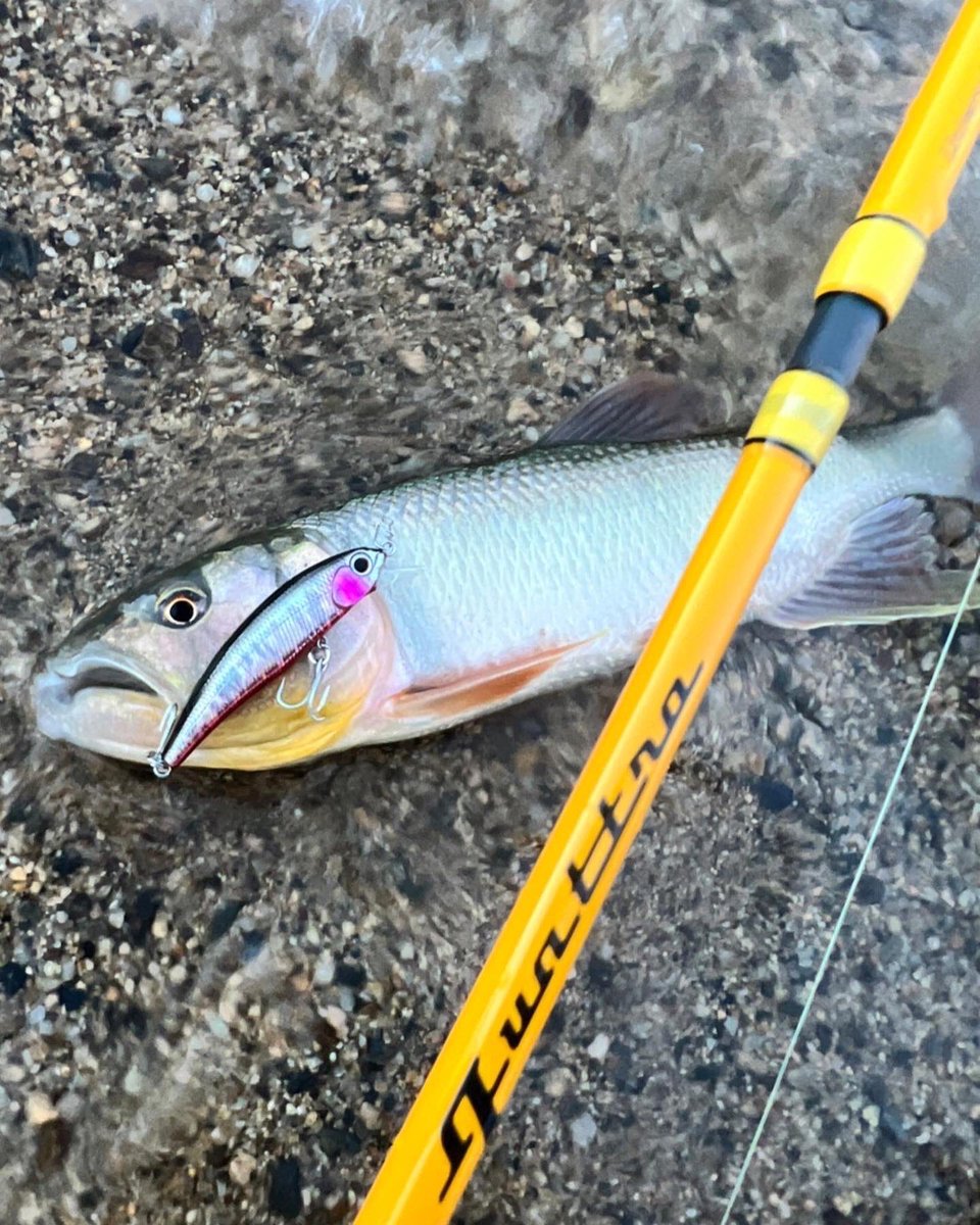 palms_global's tweet photo. Fresh water Light Game Fishing with Degree in Japan 🇯🇵
Rod: Quattro 63L (Travel rod)
Lure: Degree, Black back color(MG-61)
#palms #palmsfishing #freshwaterfishing #lightgame #lightgamefishing #travelrod #travelrods #packrod #lakefishing #japanfishing #fishingjapan @palms_japan https://t.co/hx0Zq92iDu