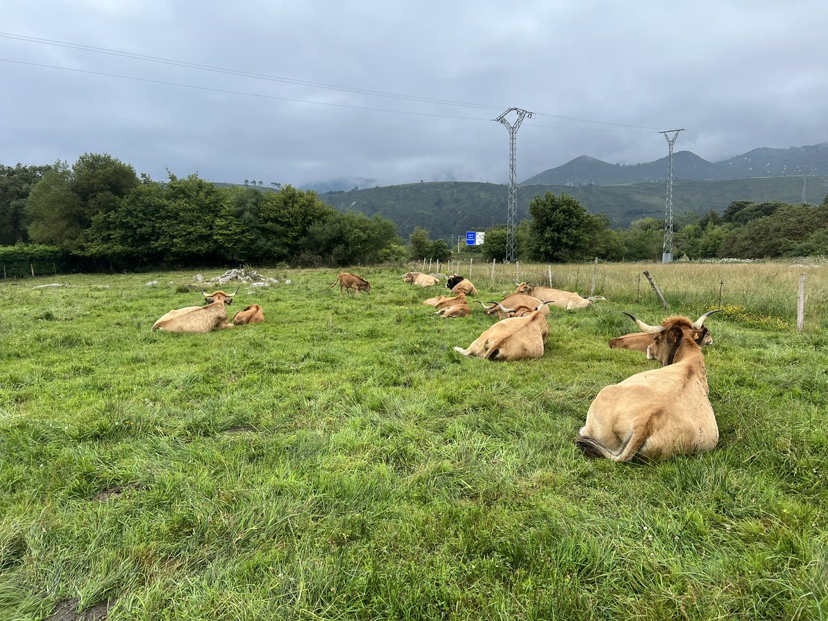picazomario's tweet photo. Si hay un animal que sabe de meteorología esa es la vaca 🐄 cuando se avecina lluvia se agrupan y tumban en el pasto para mantener el suelo seco. En Asturias ha habido consenso con la predicción de lluvia para estos días 🌧 #lluvia #tiempo #OlaDeCalor #Asturias https://t.co/SfMXNUO4u1