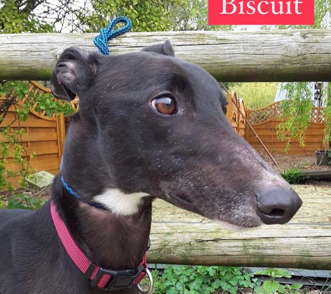 RetGreys_Cbury's tweet photo. Meet Biscuit a lovely calm boy with a sweet character
He’s a favourite with more than one of the volunteers &amp; kennel staff so we are really sad to see him returned to us
speak to Brian or the team at the kennels 07783 367032 email info@retiredgreyhoundscanterbury.co.uk
#TeamZay https://t.co/oVePUKeLvN