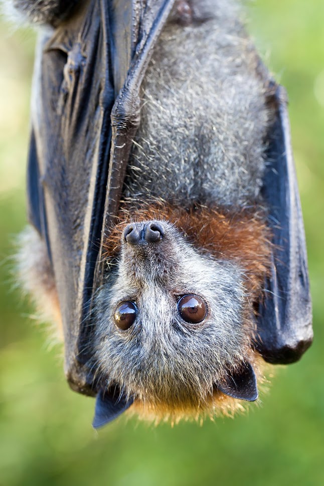 The Grey-headed Flying-fox is hanging out for your vote! The Australian Mammal of the Year poll by @CosmosMagazine is another fun way to encourage learning about our native wildlife, just like the #TSBakeOff. You can vote until 11 August at fal.cn/3qNxW 📷 Alamy