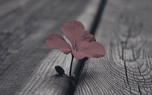 Şimdi bîgâne midir gözde dîl-i bî-çârem Hani her hâline her râzına ol mahrem idi

|Fennî