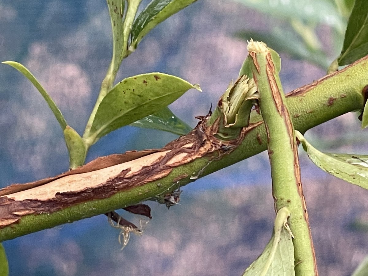 強風には勝てなかったよ💨

#行方市
＃茨城県
＃ブルーベリー
＃ブルーベリーガーデンなめがた