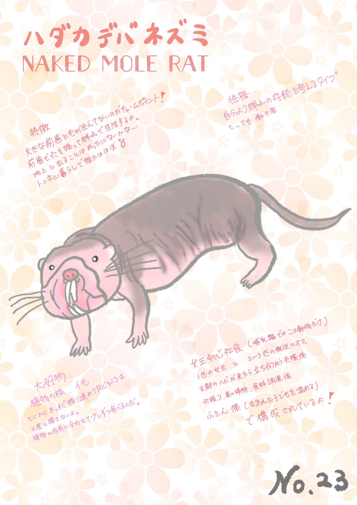 Saya Saya 第23弾 ハダカデバネズミ 珍獣です ハダカデバネズミ 珍獣 豆知識 イラスト T Co Ync6shp8ht Twitter Saya Saya 第23弾 ハダカデバネズミ 珍獣です ハダカデバネズミ 珍獣 豆知識 イラスト T Co Ync6shp8ht Twitter