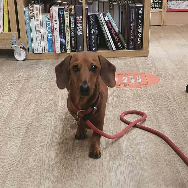 We have had some very special canine friends in this week, and they bought their lovely owners. Dogs are very welcome in our bookshop and they quite like our dog treats! Happy Friday dog owners 😀📚

#bookshopdogs
#independentbookshop
#summerholidays
#fridaymood