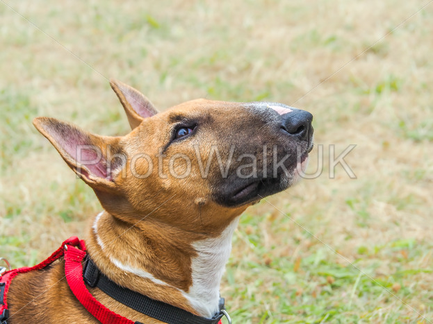Tan-coloured Miniature English Bull Terrier head profile with harness.  #adorable #animal #animalportrait #breed #bull #bullterrier #bullterrier #bully #canine #cute #dogs #domestic #ears #english #englishbullterrier #face #friendly #happy #head

photowalkuk.com/buy/microstock…