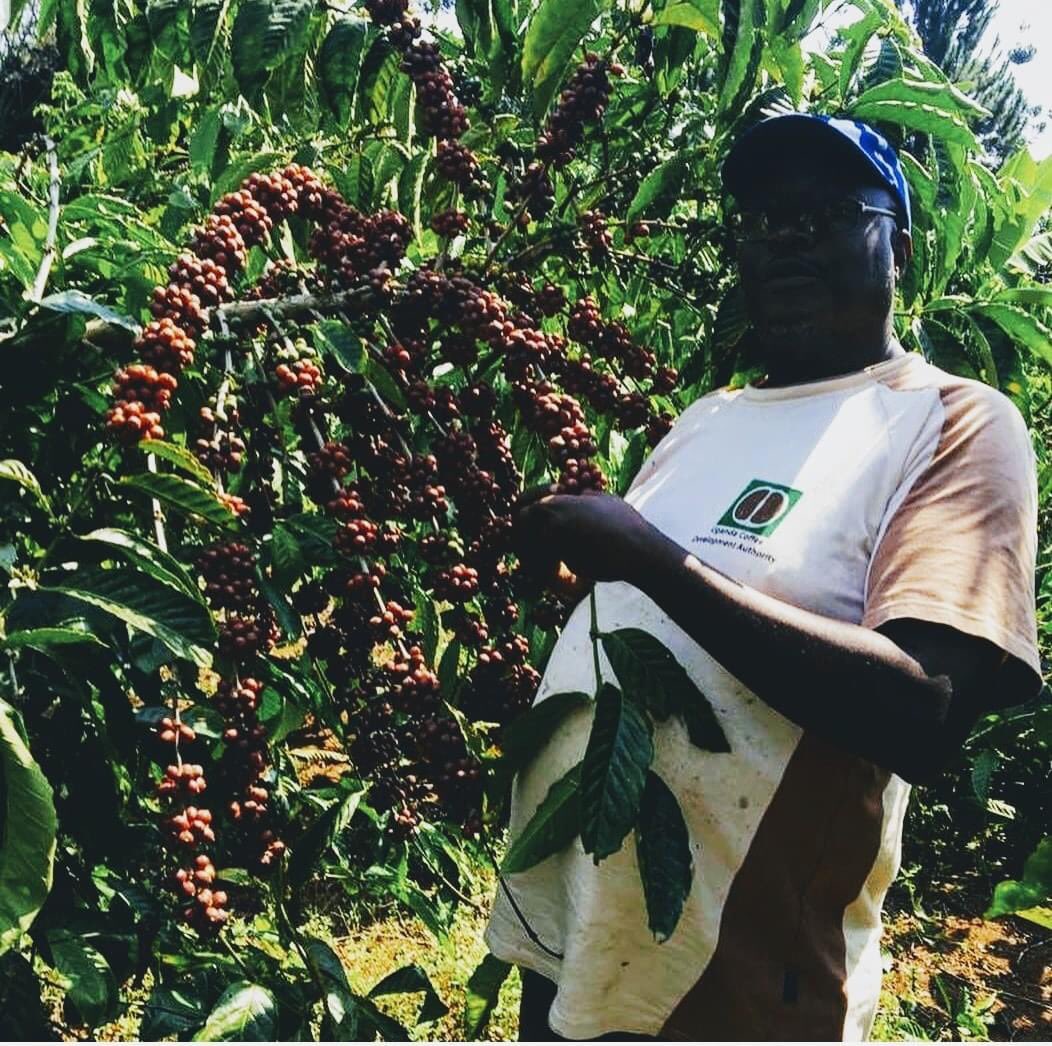 GKatabazi's tweet photo. (7) Factors that influence the natural Coffee Flavors. 
1-Variety. 2-Terroir.  3-Farming Practices.  4-Processing.  5-Roasting Profile. 6-Blending.  7-Brewing Behaviors
The wheel will be defined in the next 7 days starting 8th/08/2022.  #LearnMore.  #BeyondtheBean.
@CoffeeUganda https://t.co/GNMESS6LWx