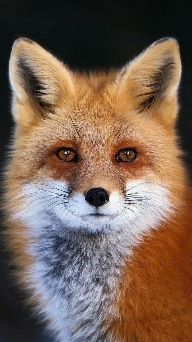 It’s the weekend!! Happy foxy Friday followers. Thanks for your support, as always. #banterrierwork #longrunsthefox #bancubbing #fuckhunting #sentientbeings #wildlife #followbackfriday please follow #TeamFoxNI 🦊