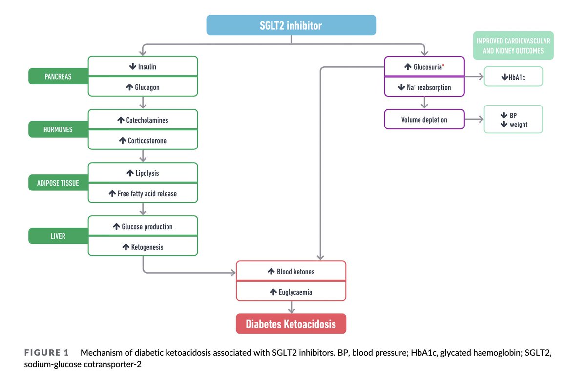 Our review now in print Should we re-examine the practice of routine ‘sick day’ guidance on people on SGLT2 inhibitors? Definitely need for more trials Thanks to @ArodaMd @DLBHATTMD @MkosiborodMD et al dom-pubs.onlinelibrary.wiley.com/doi/10.1111/do…