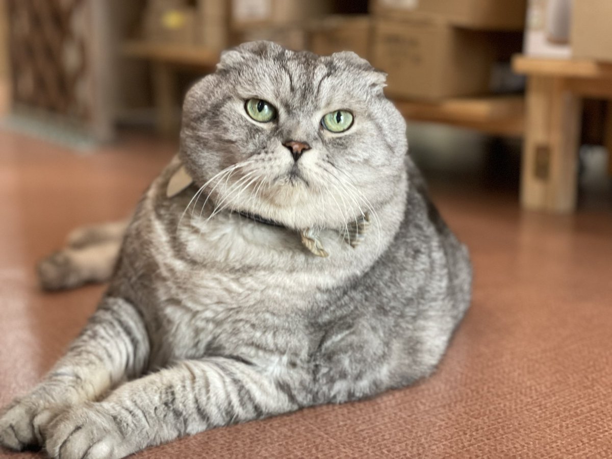 Zakka_ZiRo's tweet photo. 毎日暑いなぁー

 #山口県  #下関市  #山口Twitter会  #猫雑貨  #猫店長  #デブ猫  #じろう  #スコティッシュ  #ダイエット続行  #なかなか痩せません  #猫  #猫好き  #猫のいる暮らし https://t.co/VUr8CWm2yB