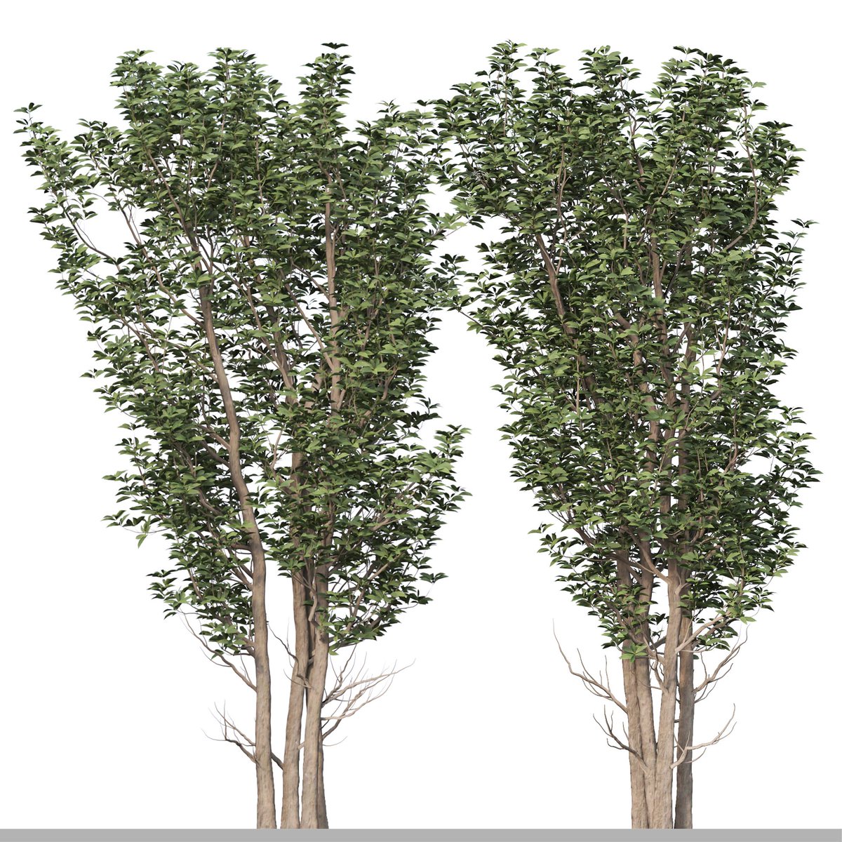 moonikoffice's tweet photo. Set of Sweet Viburnum Plant (Sweet Viburnum) ( 3Ds MAX - Blender - Cinema4D - FBX - OBJ )
Sweet Viburnum is an Asian evergreen shrub that can be grown as a shrub or small tree. In the northern edge of its zone,it may be semi-evergreen to deciduous #archviz
https://t.co/lif1GcAyW6 https://t.co/kAooiSW2uz
