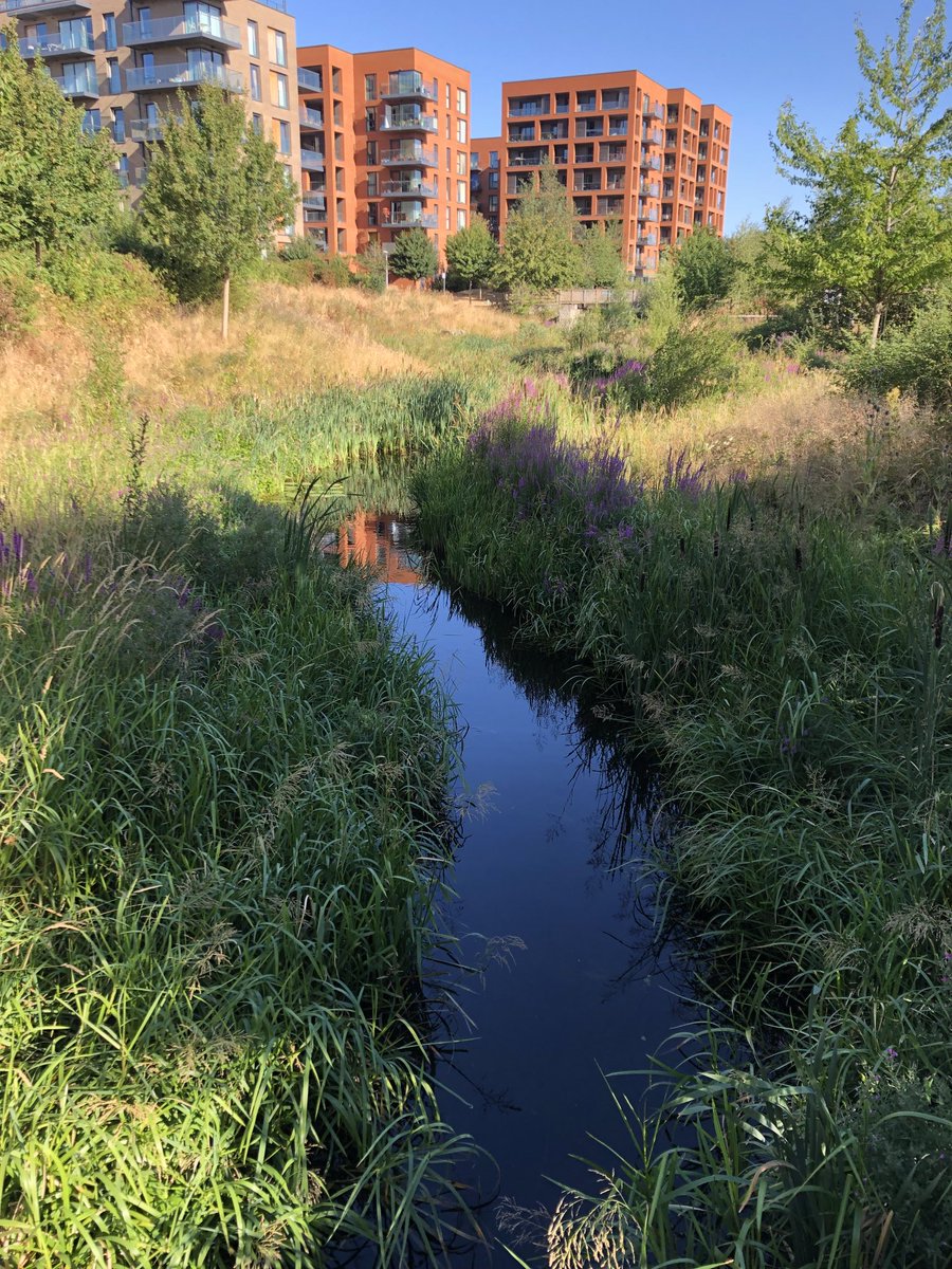 RuthKnight150's tweet photo. #greeninfrastructure looking good in Kidbrooke this morning https://t.co/P0WZFCOgNz