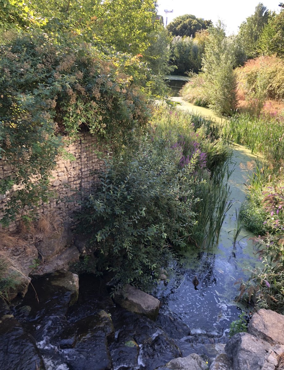 #greeninfrastructure looking good in Kidbrooke this morning