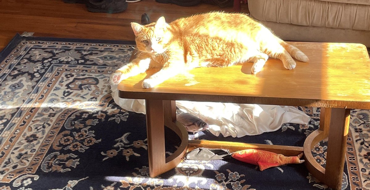 Chairman Meow Official 🐈 tweet media