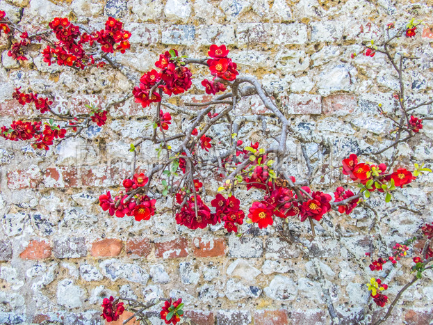 An early flowering red Japanese Quince climbing along a grey stone garden wall with flowers and leaves  #background #beautiful #beauty #bloom #blooming #blossom #botanical #botany #branch #bright #bush #chaenomelesjaponica #detail #flora #floral #flowe

photowalkuk.com/buy/microstock…