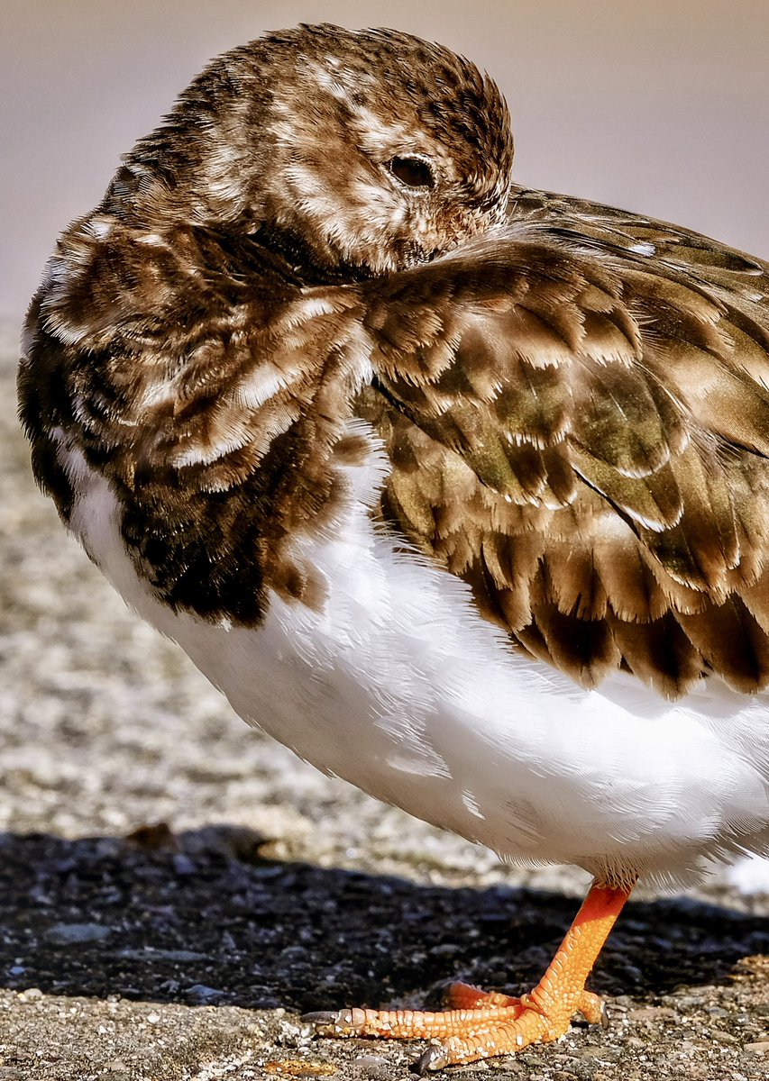 Turnstones.
#cornwall #kernow #lovecornwall #uk #explorecornwall #cornishcoast #sea #turnstonesofinstagram #ocean #visitcornwall #greatbritain #amazingcornwall #capturingcornwall #stives #stivescornwall #sky #marine  #harbour #smeatonspier #turnstone #bird