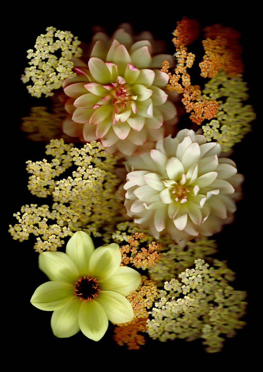 KenzyCheeseman's tweet photo. Last year, I started capturing my father's amazing Wairarapa garden in NZ using a high-resolution flatbed scanner. Dahlia &amp; Achillea was my first limited edition fine art print. https://t.co/Kn5KZ7PPLb