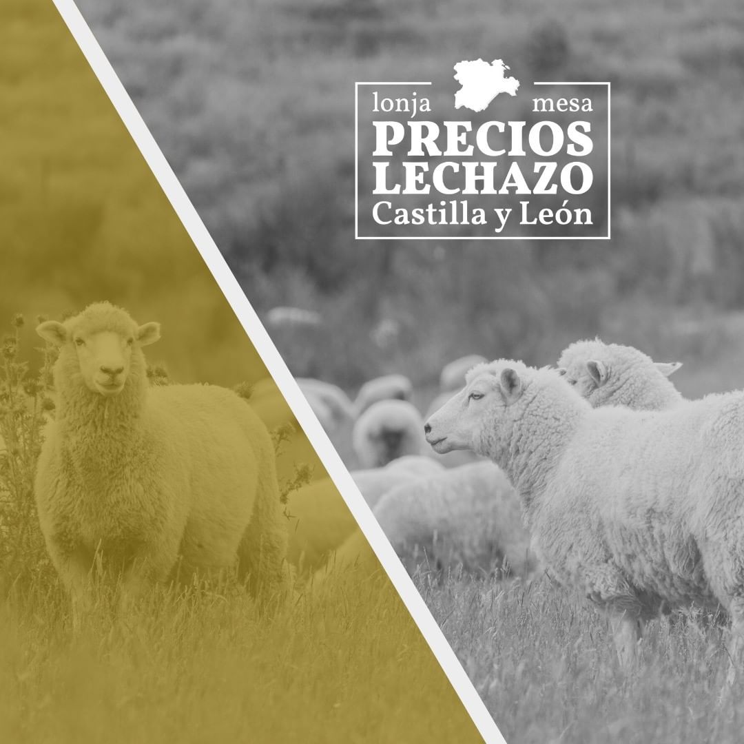 MLechazo's tweet image. ¡Mesa del Lechazo de Castilla y León ya está por aquí! 👏🏼
Queremos informaros de manera clara y transparente sobre el precio, la evolución y el análisis de mercado de este sector 🐑.
¿Quieres ver más? 👇
💻 mesalechazo.com
#lechazo #lechazoasado #lechazocastillayleon