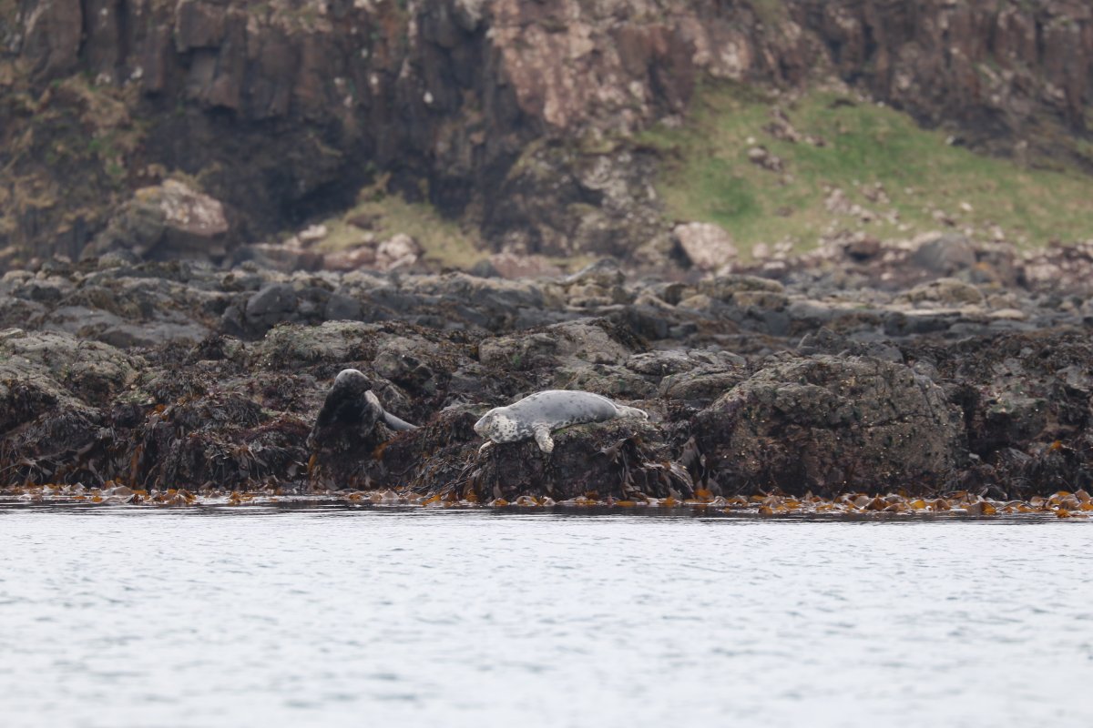 Our Ambassadors got to experience all kinds of wildlife while sailing around the #WestCoast of #Scotland. An incredible range - from seals and dolphins to puffins and whales.

#wildlife #ocean #nature #OIAO