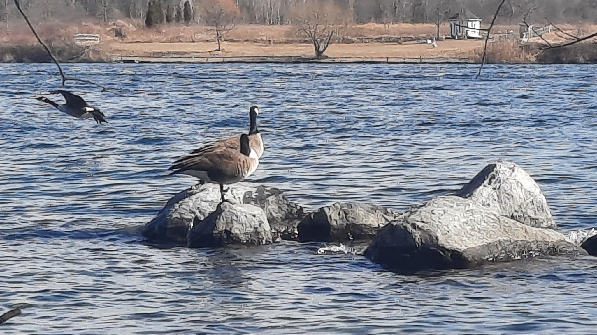 Jeffrey S Rafuse🌳 on Twitter: 