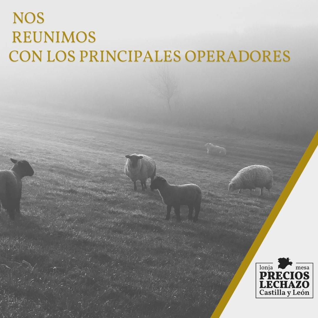 MLechazo's tweet image. En Mesa del Lechazo de CyL, nos reunimos con los principales operadores del sector, y es por esto que destacamos la transparencia y evolución del precio del mismo.
Próximamente, sabrás mucho más😉
¿Quieres conocerlos ya? 👇
💻 mesalechazo.com/la-lonja
#lechazo #mesalechazo #lonja