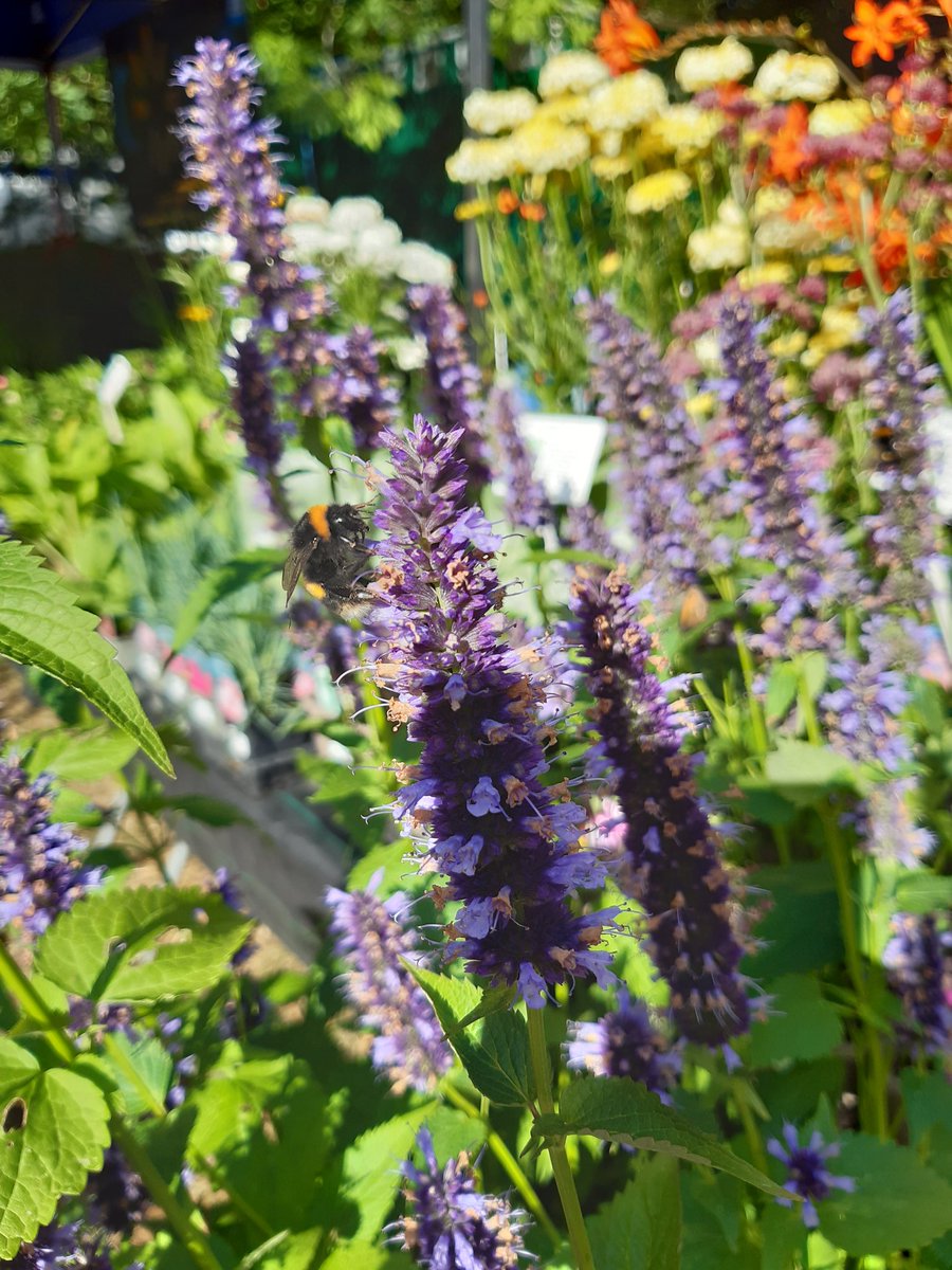 Our stand <a href="/TauntonFS/">Taunton Flower Show</a> is already attracting visitors! #TauntonFS #plantsforbees