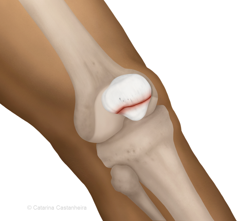 Catarina Castanheira tweet media