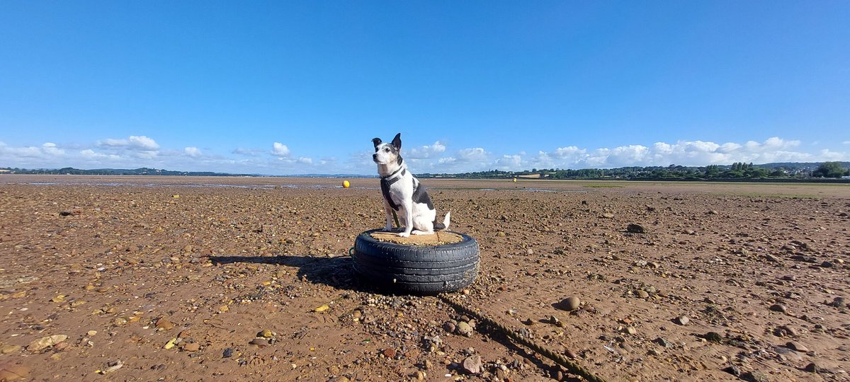 Frank & Polly tweet media