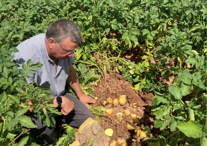 British Potato tweet media