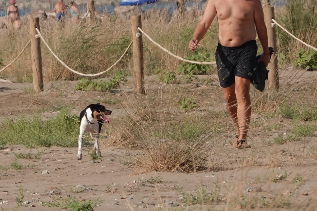 Os presento al único pollo superviviente de #Chorlitejo patinegro que ha producido esta playa en 2022.
Sí, en agosto continua la reproducción de las aves en las playas
25 días de vida; 🙄 en 1 h ha tenido que esquivar 5 perros sueltos! 
🤞🏽 Suerte!
🛑🐕🏖️ ow.ly/NGQ150BpSvF