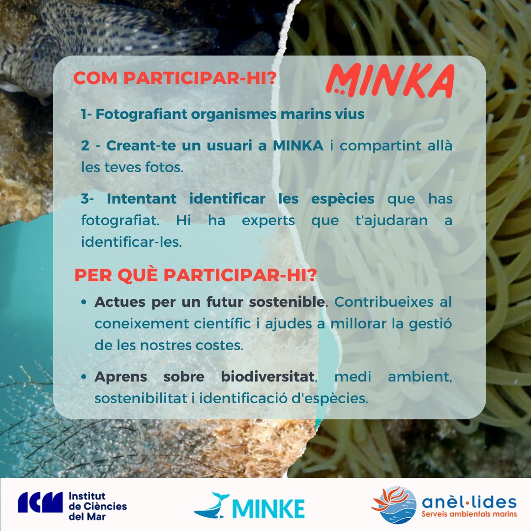 anellides's tweet photo. Uniu-vos a la comunitat MINKA per assolir els Objectius de Desenvolupament Sostenible arreu del món! Segueix el passo i puja totes les fotos de #biodiversitatmarina que facis! #h2020minke #minkeproject #icmcsic #Minka #CienciaCiudadana @MinkeProject @ICMCSIC https://t.co/PvLcoliJ48