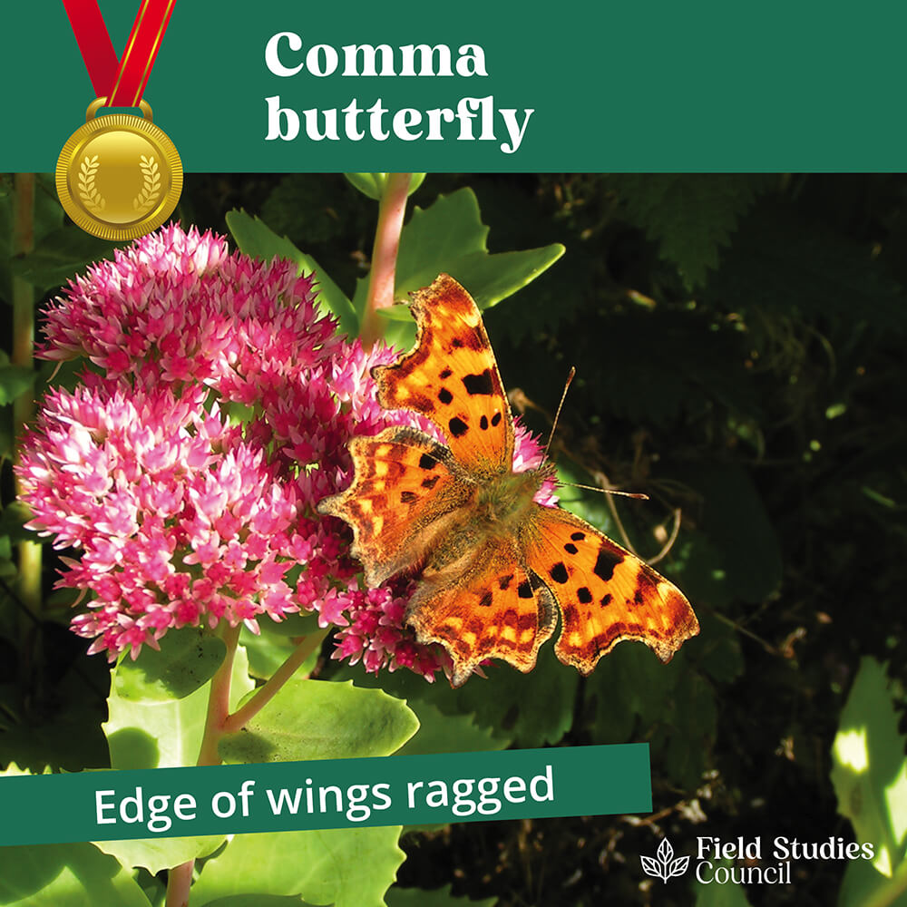 FieldStudiesC's tweet photo. 📣 Summer Photo Competition📣
🌿Week 2 where we ask you to share your nature photos and tag them with #FSCFinds!
Todays Gold Medal find is the Comma Butterfly!
Play along to enter to win a Wildlife pack of your choice!
Competition Ts&Cs are here https://t.co/pa81r2i63I https://t.co/KXpr2wIsQW