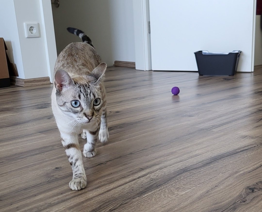 DasC_Team's tweet photo. "Was könnte ich jetzt anstellen?" 🤓😏😹

Cleo 💕 https://t.co/KMyfaPxGji