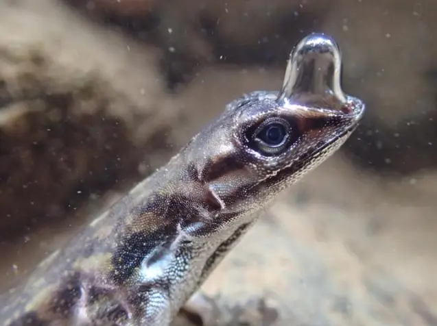 Pkmn_Pirita's tweet photo. Drolipist está inspirado en un anolis de agua y en un mago escapista y de pompas.

Su nombre proviene de "Drown", "Lizzard" y "Escapist".

El diseño de Drolipist viene de la mano del artista @Mralmagris.
El sprite ingame de Drolipist viene de la mano del artista @SopitaYorita. https://t.co/3zK0qTaYir
