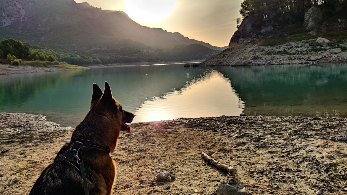 TheTonaMan's tweet photo. Sena contemplant el embalse de guadalest. Natura en estat pur 🤍

#sena #pastoraleman #natura #embalsedeguadalest https://t.co/mFooY1eoXp