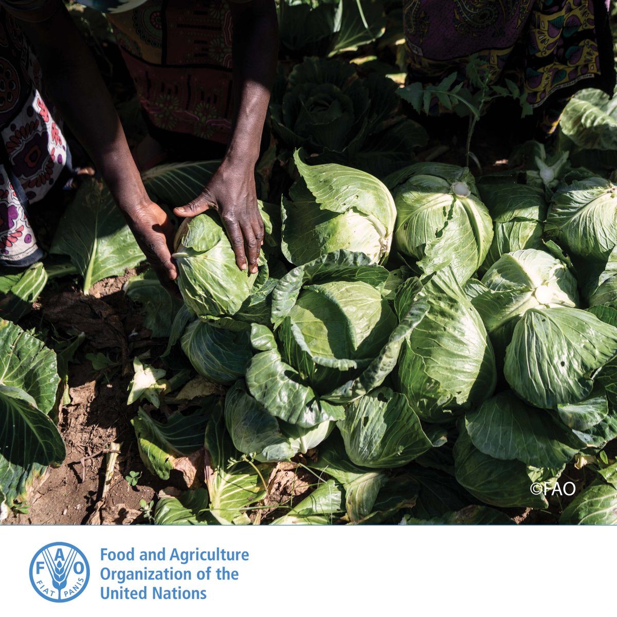 FAOAfrica's tweet photo. Today's key challenge is how to increase production to meet the growing demand for food, feed and bioenergy while conserving, biodiversity and reducing the pressure on natural resources and ecosystems. https://t.co/r8PZF3noeg